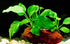 (Anubias Nana Petite Lava Stone) Anubias, Java Fern, Moss and More! Freshwater Live Aquarium Plants on Driftwood