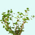 3-5 Assorted Mixed Live Aquarium Plants Bundle Easy-Care Stem Plants Ideal for Freshwater Tanks, Natural Aquascaping