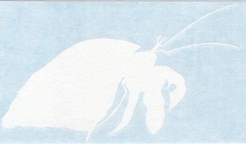 Right Now Decals 01079 Hermit Crab - Decapod Crustaceans Paguroidea - Cars Trucks Moped Helmet Hard Hat Auto Automotive