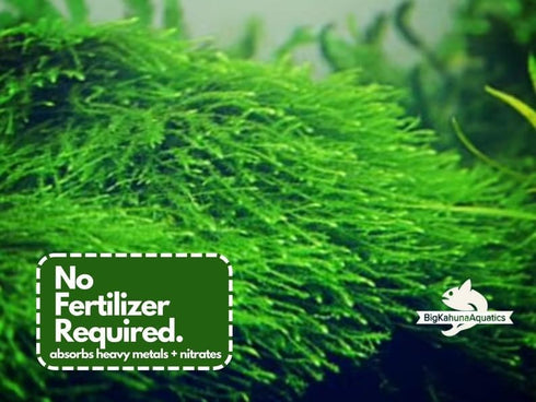 Big Kahuna Aquatics Java Moss Taxiphyllum Barbieri Easy Live Aquarium Plant, Green