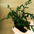 Bolbitis Water Fern Heudelotii Potted Live Aquarium Plant Fresh Water Plants by Greenpro