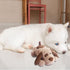 Beverly Shark Puppy Heartbeat Toy - Dog Anxiety Relief Calming Aid, Plush Toy for Puppies and Cats