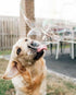 Puppy Love Bubbles 4oz. Bottle-2 Pack, Peanut Butter Scented Bubbles for Dogs in Peanut Butter Flavor