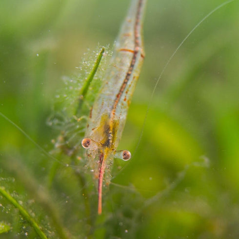 8 Pack Rudolph Shrimp Shrimp - Live Live Shrimp Live Shrimp Freshwater Freshwater Shrimp Shrimp Live