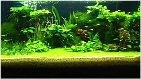 3D Prints Underwater Background Decor for Fish Tank, Aquarium Wallpaper Poster