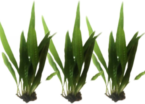 3X Marcus Fish Tanks - Java Fern Microsorum Pteropus Easy Live Aquarium Plants Aquatic Fish Tank Plants