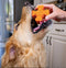 Tough Pup Puck Dog Toy for Aggressive Chewers, Long Lasting Chew Toys, Stuffable Center with Treats, Easy to Clean