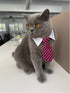 4 Pieces Pets Dog Cat Bowtie Pet Costume, Adjustable Formal Necktie Collar for Small Dogs and Cats, Puppy Grooming