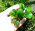TruBlu Supply 2 1 Bucephalandra Various Rhizomes Buce Live Aquarium Plant Freshwater - Buy Get