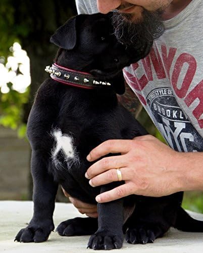Bestia Spiky Collar with Blunt Screw Tips - Suitable for Small Dog Breeds or Puppies, 1" Wide