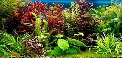 Aquatic Discounts 5-6 BUY2GET1! Java Fern Mature, Healthy, Super Easy Live Aquarium Plant in. Great for Betta Guppy