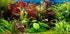 Aquatic Discounts 5-6 BUY2GET1! Java Fern Mature, Healthy, Super Easy Live Aquarium Plant in. Great for Betta Guppy