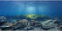 AWERT 48x18 inches Ocean Floor Background, Underwater Stone Aquarium Background Vinyl