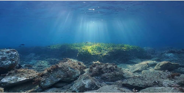 AWERT Ocean Floor Fish Tank Background, Underwater Stone Aquarium Background 36x18 inches