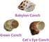 3 PCS Natural Hermit Crab Shells - 2~2.7 Inch with Opening Size 1~1.3 Inch Supplies