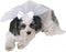 Rubie's Wedding Veil Pet Accessory, Small/Medium
