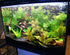 Aquatic Discounts 5-6 BUY2GET1! Java Fern Mature, Healthy, Super Easy Live Aquarium Plant in. Great for Betta Guppy