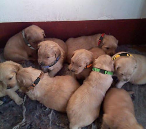 Soft Nylon Puppy ID Collars, Whelping Litter Collars (Deluxe), 8/Set