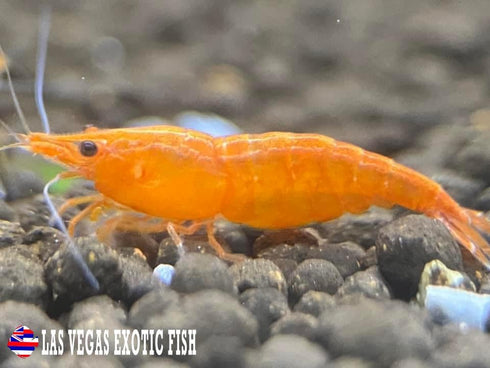 Las Vegas Exotic Fish 10 Live Orange Sunkist Neocaridina Shrimp - Freshwater Aquarium Inverts