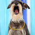 txprodogchains Big Dog Chain Collar - Heavy Duty 19MM Thick Wide Stainless Steel Metal 18K Gold Cuban Link for Large