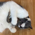 SPOT 8.5in, 1 Shaggy Plush Giant Mouse - Cat Toy, Fuzzy Mice with Catnip and Rattle Toy for Indoor Cats and Kittens