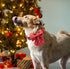 Maca Bates Christmas Plaid Dog Collar with Bow Tie, Adjustable Breakaway Red Collars for Small Medium Large Dogs