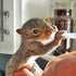 100% 8.8oz 8.8 oz.) Milk Replacer - Healthy Powdered Formula Ideal for Baby Squirrels, Rabbits, Opossums, Raccoons |