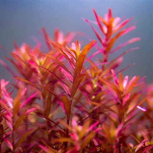 1 5 7 H'ra Red Rotala Rrotundifolia Aquarium Plants Live, Bundle Rotala Aquatic Plants, No Root, to Stems, Live