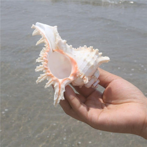 4 Pack 4-5 inches Conch Shells for Decorating air Plant Holders Unique Succulent Pot Betta Fish Tank Decorations Aquarium décor Fish House for Aquarium Beach Theme Party (No Plants)