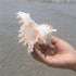 4 Pack 4-5 inches Conch Shells for Decorating air Plant Holders Unique Succulent Pot Betta Fish Tank Decorations Aquarium décor Fish House for Aquarium Beach Theme Party (No Plants)