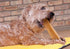 Downtown Pet Supply Yak Cheese Himalayan Dog Chews - Regular Nutrient-Rich Chews for Small to Medium Dogs - 0.5 LB