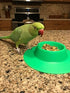 Tip-Proof Ergonomic Pet Bowl for Guinea Pig, 1/4-Cup Small Size, Spring Green