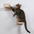 2 PCS Cat Wall Shelves, Wood Cat Climber, Wall Mount Cat Climbing Ladder, Cat Perch, Indoor Cat Furniture