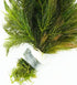 6 Pack 6 Live Aquarium Hornwort Coontail Indoor Plants - Excellent Aquarium Plant - Beautiful Effect to Aquarium - Fast