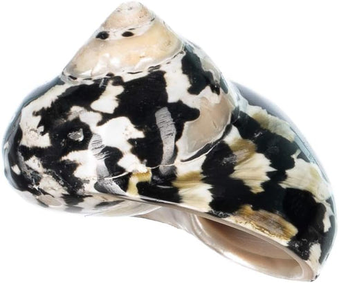 2"-2.5" Hermit Crab Shells | Turbo Shells | Magpie Turbo Shell | Hermit Crab House for Dcor | Plus Free Nautical eBook