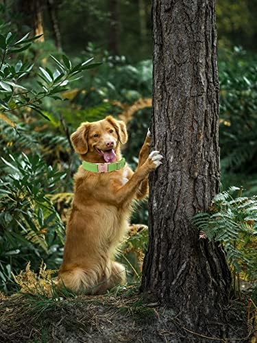 Elegant little tail Dog Collar and Leash, Durable Adjustable Pet Collar for Small Dogs
