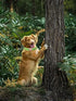Elegant little tail Dog Collar and Leash, Durable Adjustable Pet Collar for Small Dogs