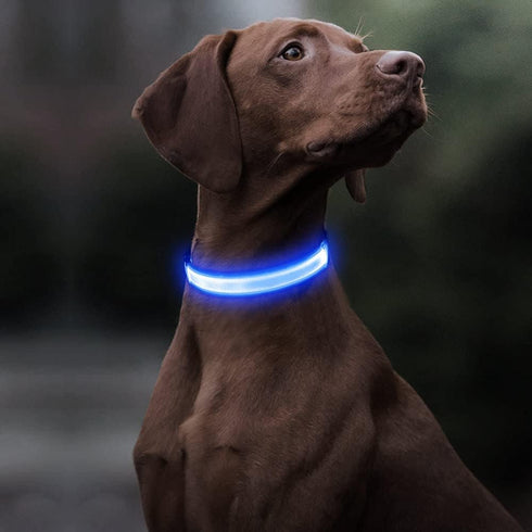 BSEEN Light Up Dog Collar - Reflective LED Dog Collar, Waterproof Glow in The Dark Dog Collars, Rechargeable Dog Lights for Night Walking (Royal Blue, Small)