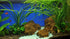 AquaLeaf Aquatics Crinum Calamistratum Onion Plant - Easy Tropical Live Aquarium Plant