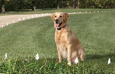 Sparky Pet Co 3/4" Double Buckle Nylon Collars - 2 Hole (1.25") Receiver Collar (Neon Orange)