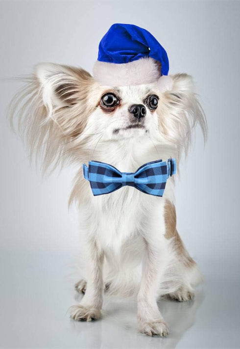 Unique Style Paws Pet Soft & Comfy Bowtie Dog Collar and Cat Collar, Pet Gift for Dogs and Cats in 6 Sizes and 7