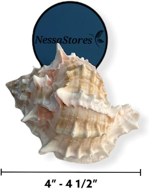 4" 4 1/2" #JC-042 (6 NessaStores - Pink Murex Phyllonotus erythrostomu Hermit Crab Sea Shell - pcs)