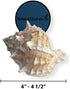 4" 4 1/2" #JC-042 (6 NessaStores - Pink Murex Phyllonotus erythrostomu Hermit Crab Sea Shell - pcs)