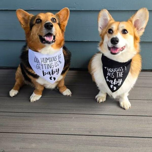 2 Pregnancy Announcement Dog Bandanas - Our Humans are Getting Us A Baby I Thought I was The Baby Dog Bandana - Pcs