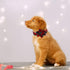 DOGWONG Christmas Dog Collar with Flower, Soft Durable Adjustable Cotton Red Green Tartan for Small Medium Large Dogs