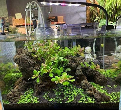 Clip On LED Aquarium Light for Small Mini Fish Tank, White Blue Green Red LED Lighting