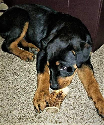 Amazon Brand - 1 Small Whole Elk Antler, Single Pack, Premium Grade A Antler Chew, Length 4"-7”