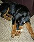 Amazon Brand - 1 Small Whole Elk Antler, Single Pack, Premium Grade A Antler Chew, Length 4"-7”