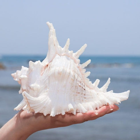 5.5‘’ to 6.3‘’ Large Natural Conch Shell Fish Tank Hideout, Natural Sea Shells