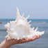 5.5‘’ to 6.3‘’ Large Natural Conch Shell Fish Tank Hideout, Natural Sea Shells